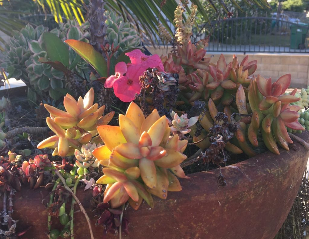 flower pot in oceanside california
