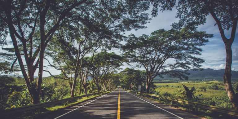 asphalt road with trees