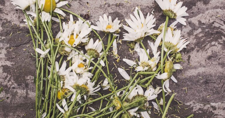 flowers-marguerites-destroyed-dead