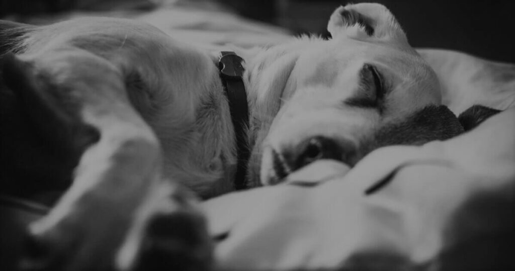 close up photography of sleeping dog